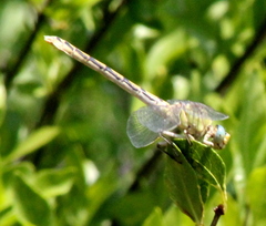 Ophiogomphus severus