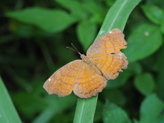 Ariadne ariadne pallidior