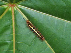 Ariadne ariadne pallidior