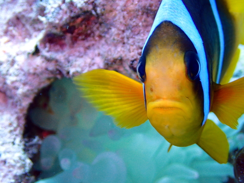 Red Sea Anemonefish — seen at this dive site
