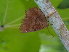 Ariadne ariadne pallidior