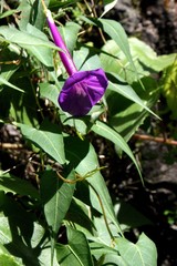 Ipomoea caudata