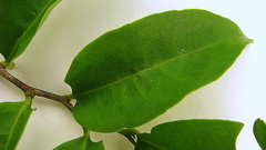 Schoepfia brasiliensis