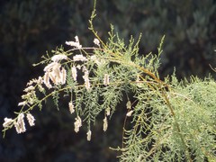 Tamarix chinensis