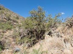 Juniperus arizonica