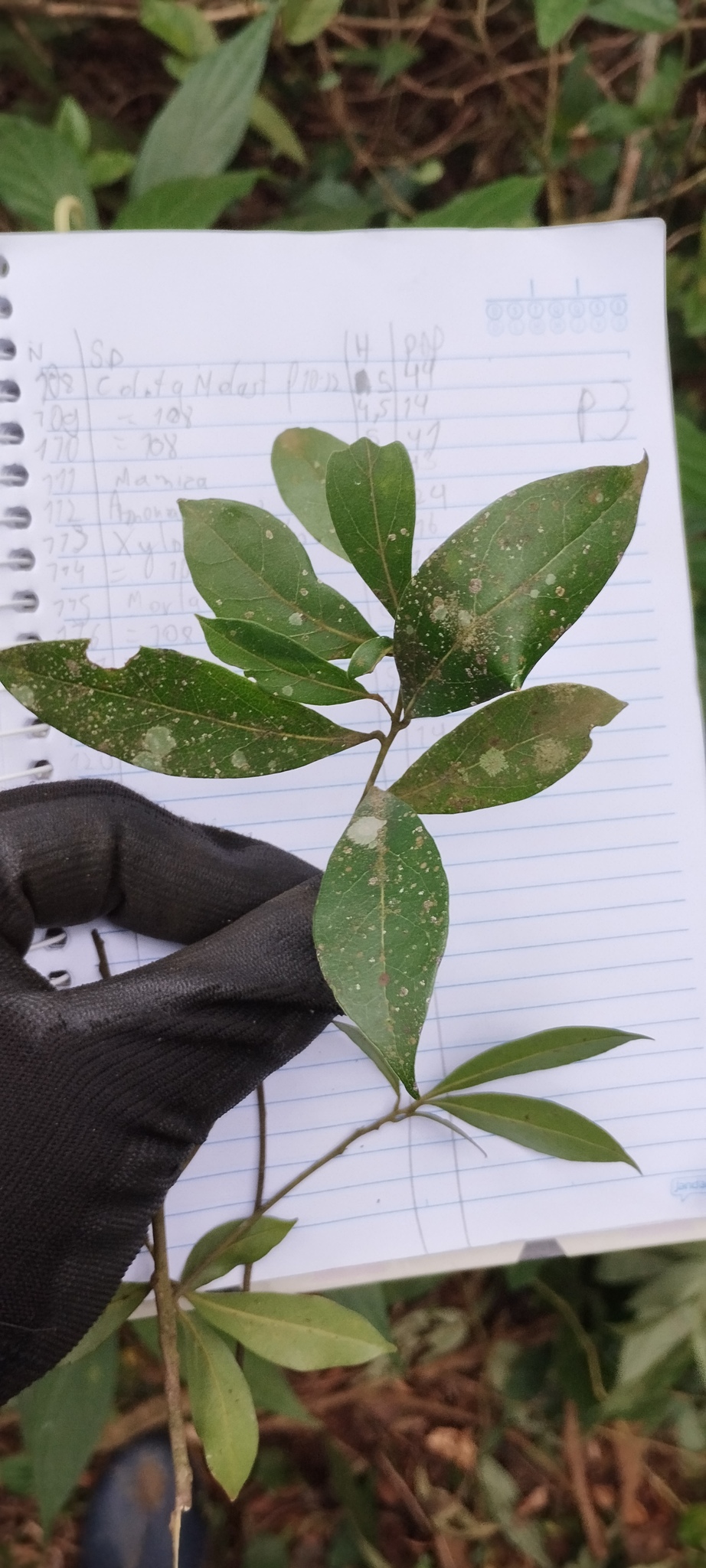 Ocotea pulchella