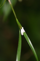 Scaphyglottis longicaulis