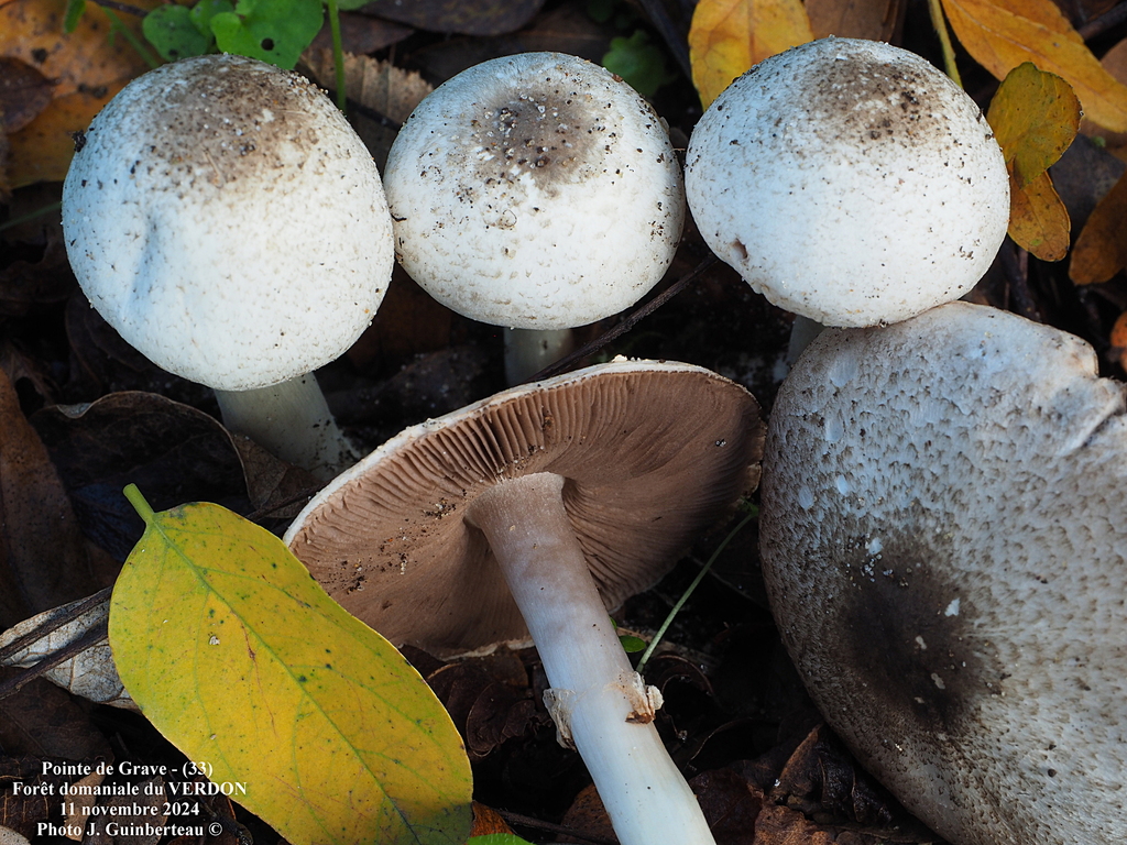 Agaricus parvitigrinus