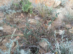 Indigofera sessilifolia