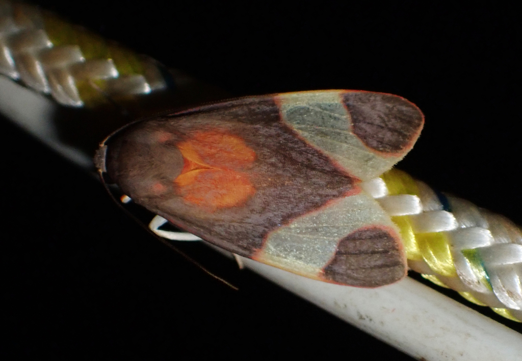Trichromia interna
