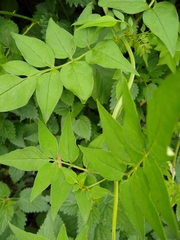 Jasminum officinale