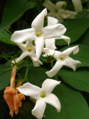 Jasminum officinale