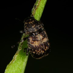 Eusphyrus walshi