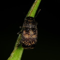 Eusphyrus walshi