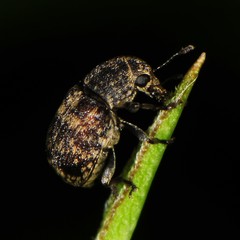 Eusphyrus walshi