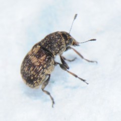 Eusphyrus walshi