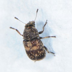 Eusphyrus walshi