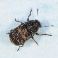 Eusphyrus walshi