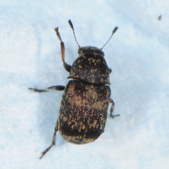 Eusphyrus walshi