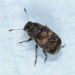 Eusphyrus walshi