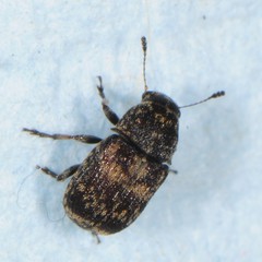 Eusphyrus walshi