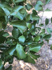 Psydrax fragrantissima