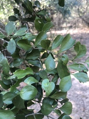 Psydrax fragrantissima