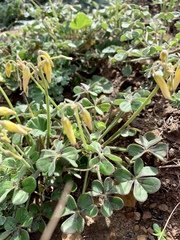 Oxalis pes-caprae sericea