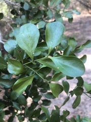 Psydrax fragrantissima