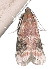 Euzophera semifuneralis