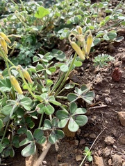 Oxalis pes-caprae sericea