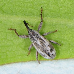 Anthonomus elongatus