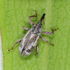 Anthonomus elongatus