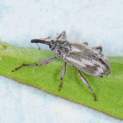 Anthonomus elongatus