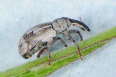 Anthonomus elongatus