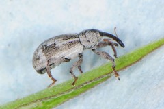 Anthonomus elongatus