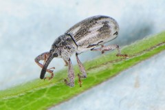 Anthonomus elongatus