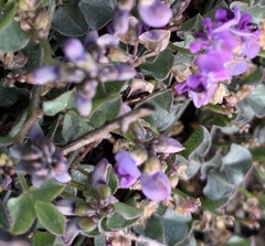 Dolichos decumbens