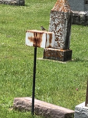 Spizella passerina passerina