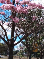 Tabebuia rosea