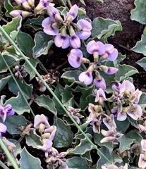 Dolichos decumbens
