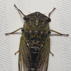 Neotibicen linnei