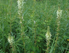 Pedicularis uralensis