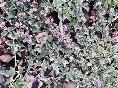 Dolichos decumbens