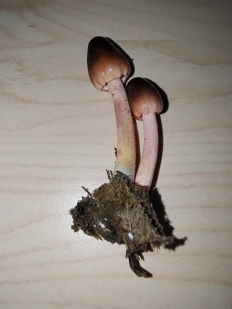 Bolbitius coprophilus