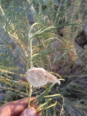 Gomphocarpus tomentosus tomentosus