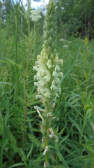 Pedicularis uralensis