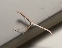 Emmelina monodactyla