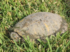 Trachemys scripta elegans