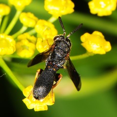 Leucospidae